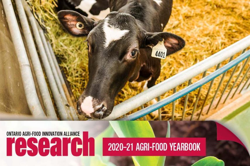 Fighting antibiotic resistance in Ontario dairy cattle Ontario Agri